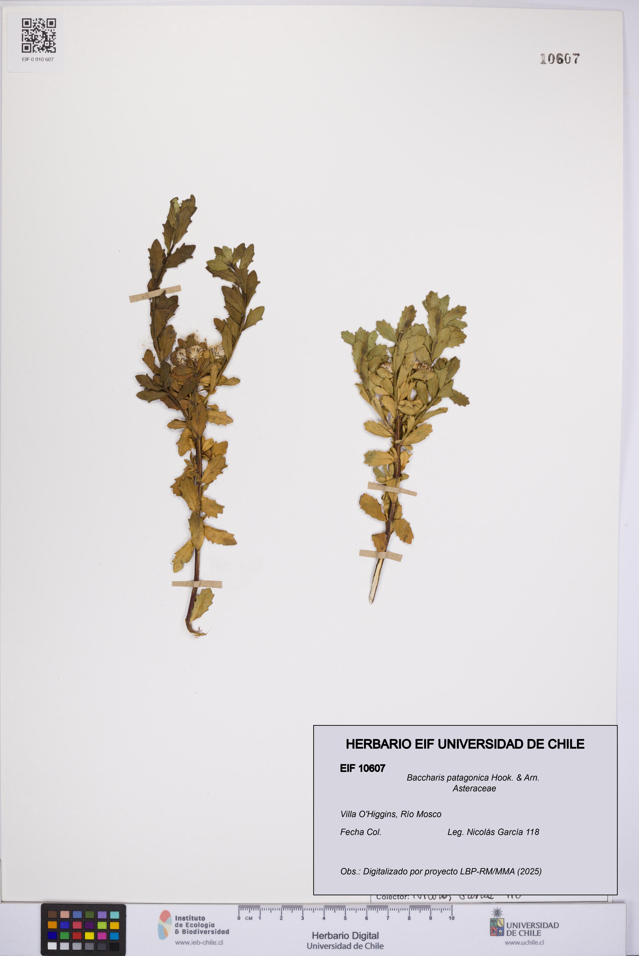 Baccharis patagonica [Espécimen: UCH:EIF:0010607]