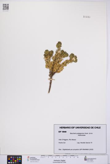 Baccharis patagonica [Espécimen: UCH:EIF:0010649]