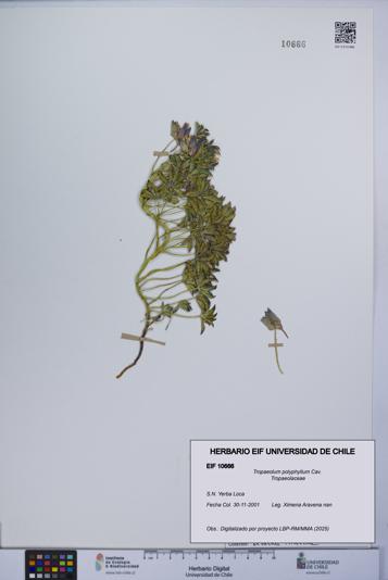 Tropaeolum polyphyllum [Espécimen: UCH:EIF:0010666]