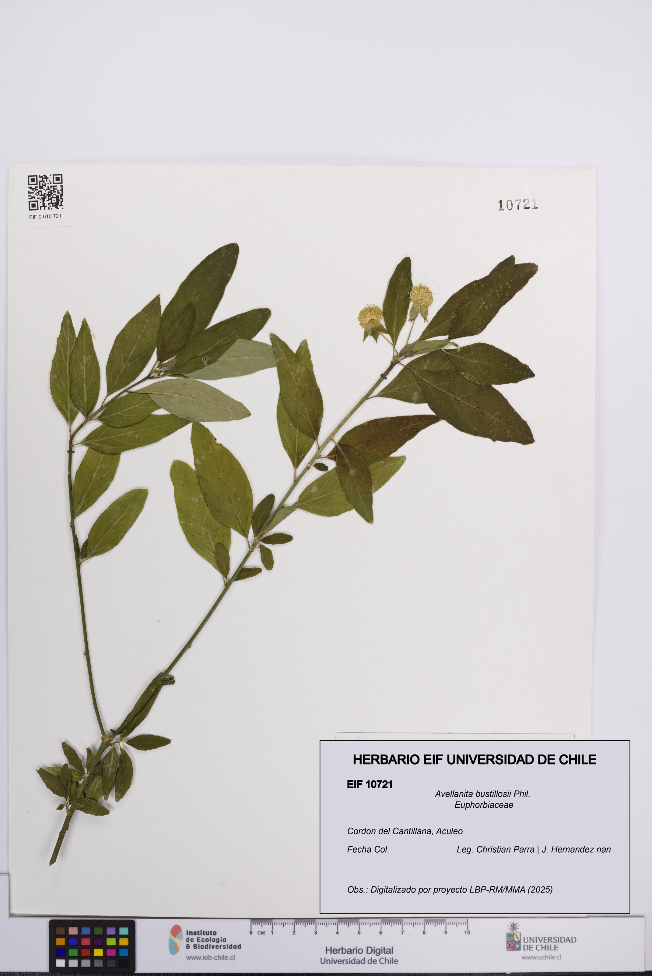 Avellanita bustillosii [Espécimen: UCH:EIF:0010721]