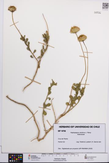 Haplopappus velutinus [Espécimen: UCH:EIF:0010732]
