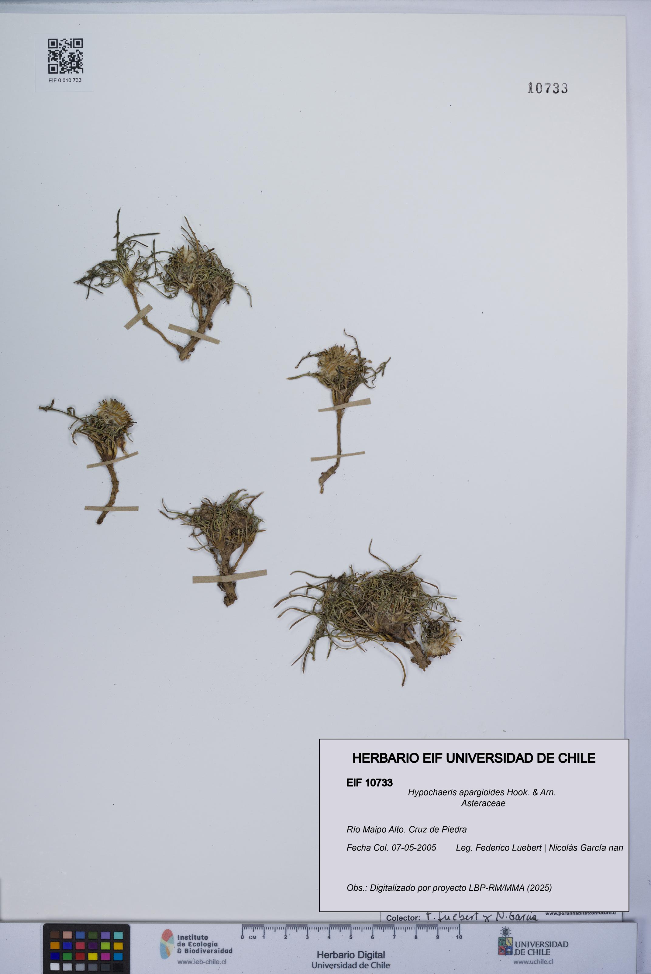 Hypochaeris apargioides [Espécimen: UCH:EIF:0010733]
