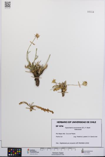 Hypochaeris scorzonerae [Espécimen: UCH:EIF:0010734]