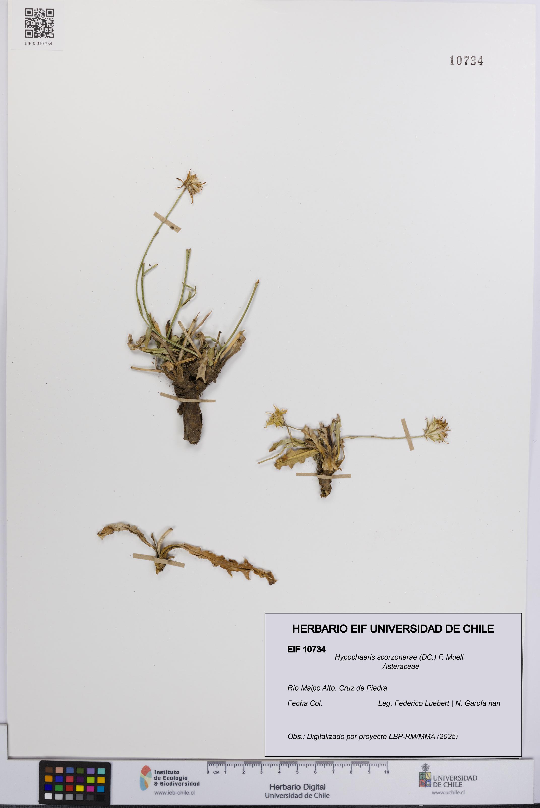 Hypochaeris scorzonerae [Espécimen: UCH:EIF:0010734]