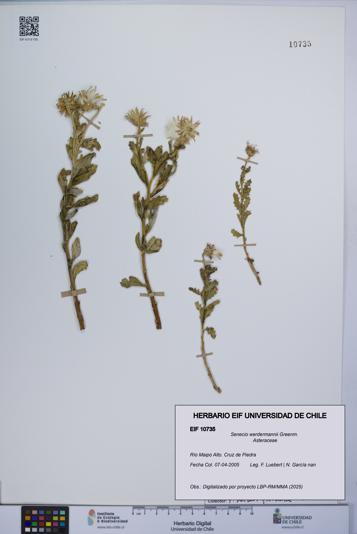 Senecio werdermannii [Espécimen: UCH:EIF:0010735]