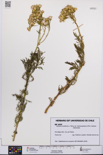 Senecio eruciformis var. brachycephalus [Espécimen: UCH:EIF:0010737]