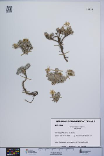 Senecio looseri [Espécimen: UCH:EIF:0010738]
