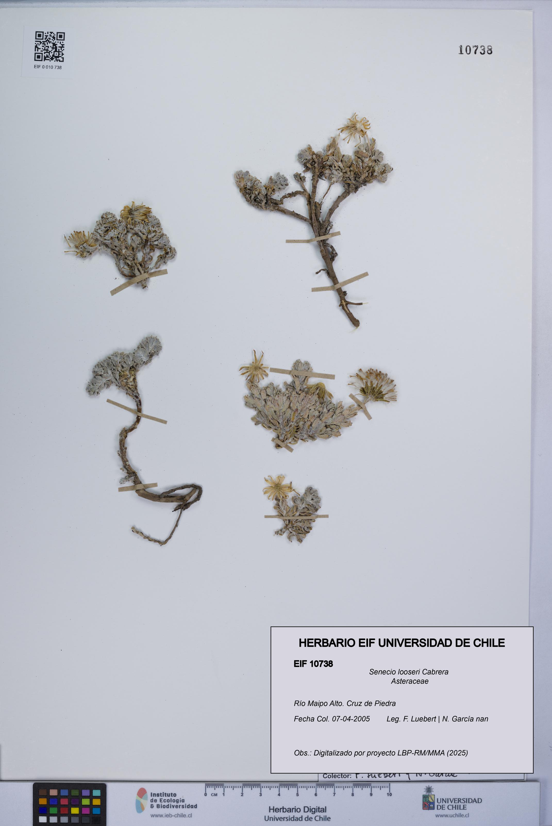 Senecio looseri [Espécimen: UCH:EIF:0010738]