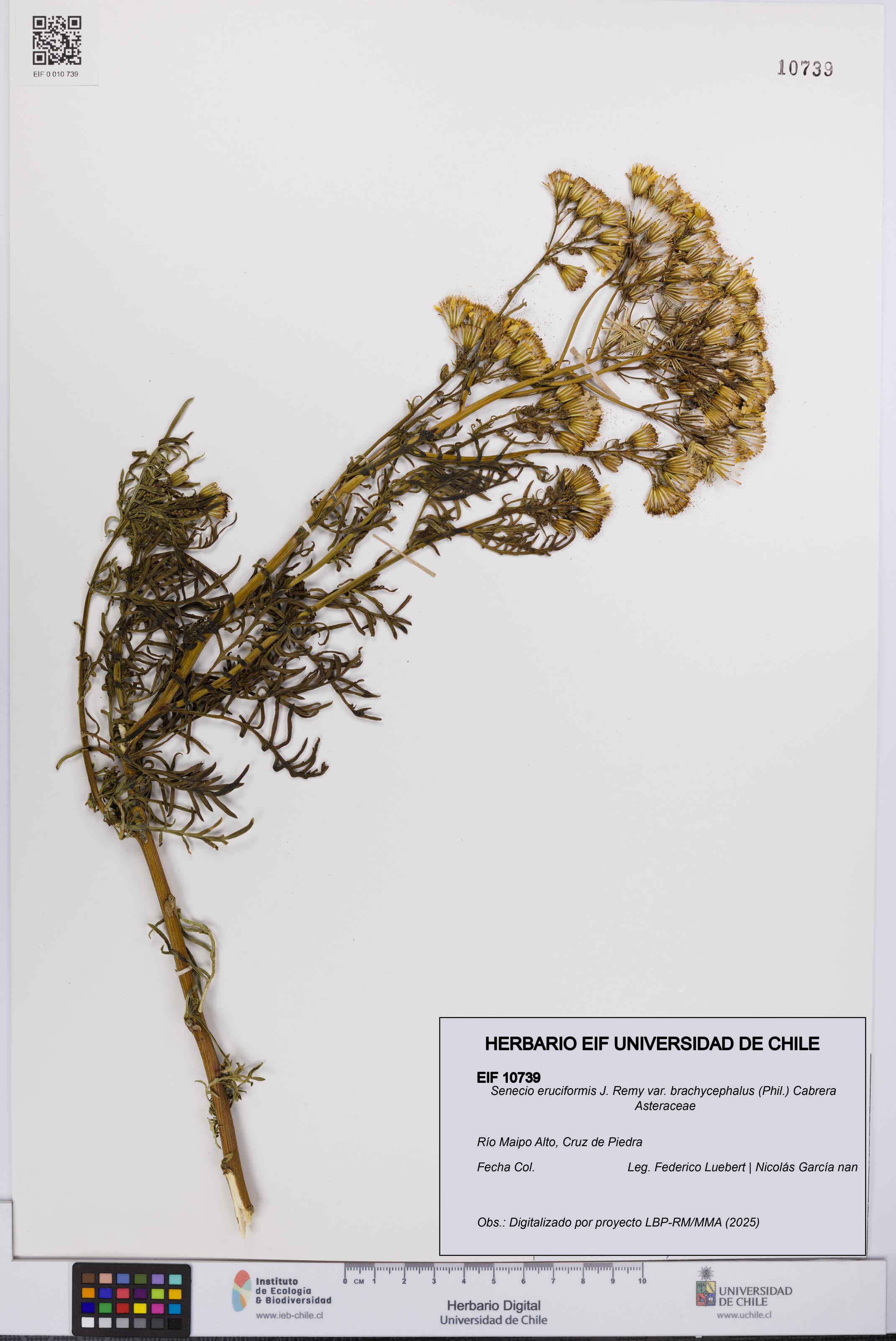 Senecio eruciformis var. brachycephalus [Espécimen: UCH:EIF:0010739]