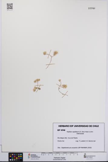 Triptilion capillatum [Espécimen: UCH:EIF:0010740]