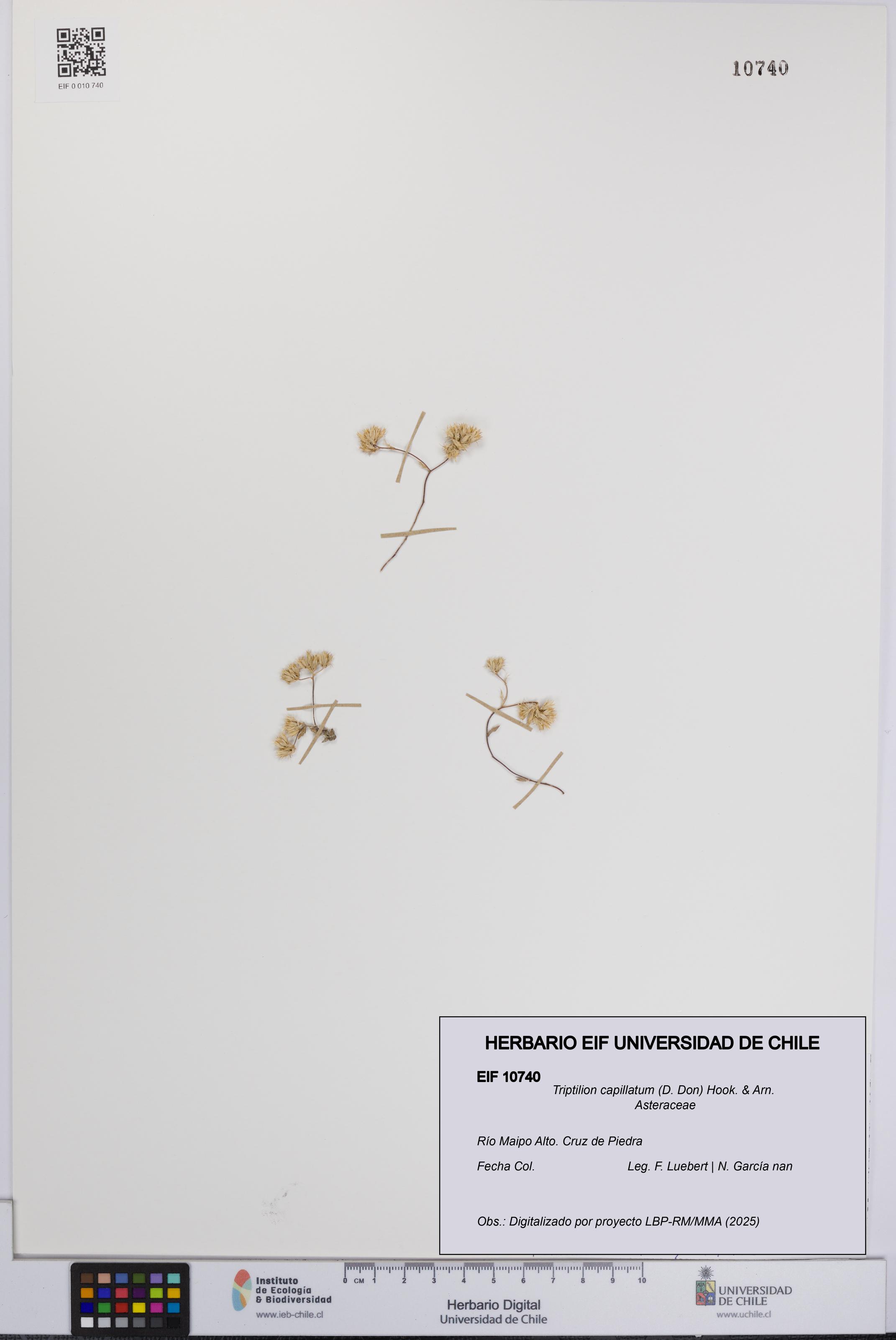 Triptilion capillatum [Espécimen: UCH:EIF:0010740]