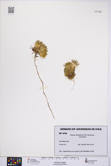 Patosia clandestina [Espécimen: UCH:EIF:0010742]