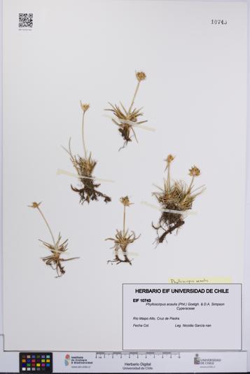 Phylloscirpus acaulis [Espécimen: UCH:EIF:0010743]