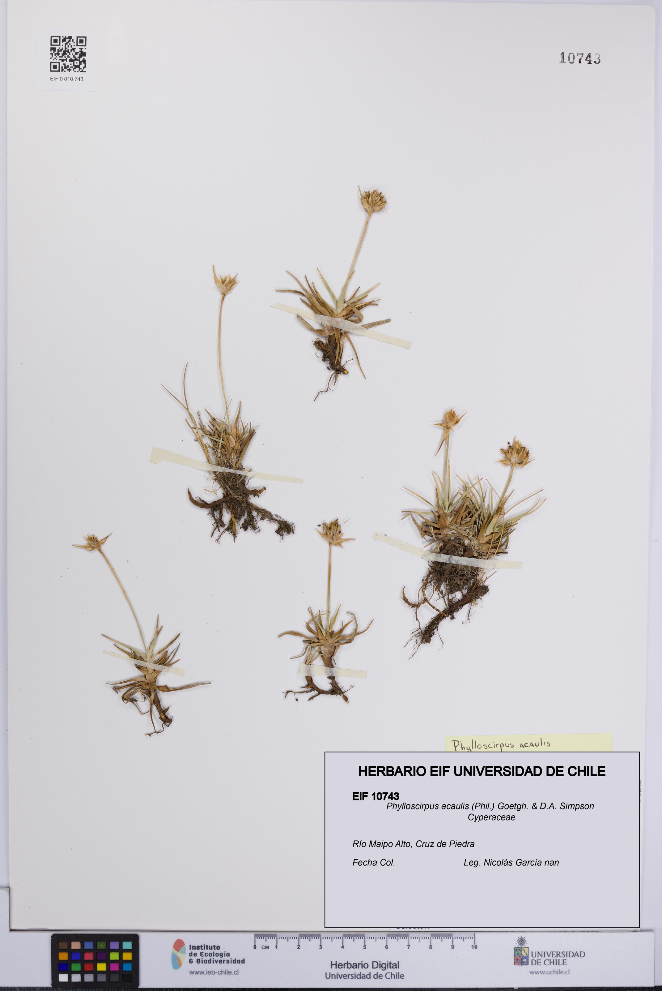 Phylloscirpus acaulis [Espécimen: UCH:EIF:0010743]