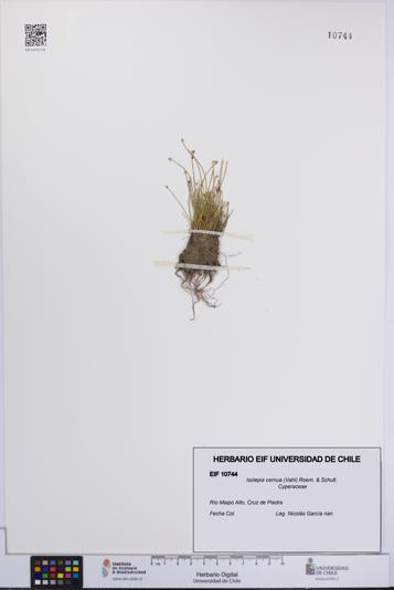 Isolepis cernua [Espécimen: UCH:EIF:0010744]
