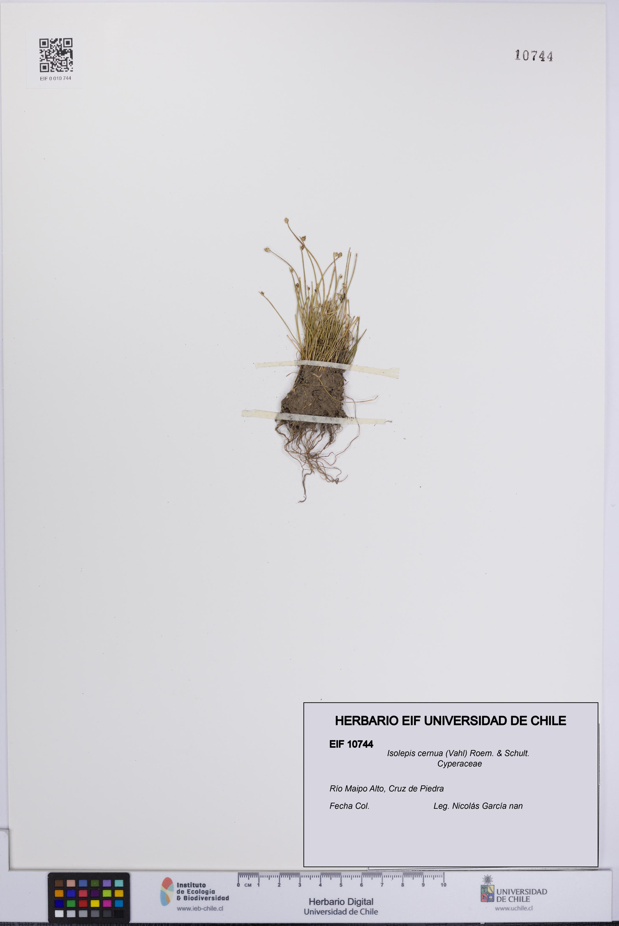 Isolepis cernua [Espécimen: UCH:EIF:0010744]