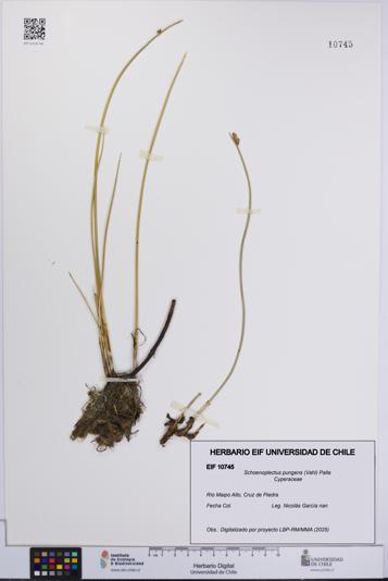 Schoenoplectus pungens [Espécimen: UCH:EIF:0010745]