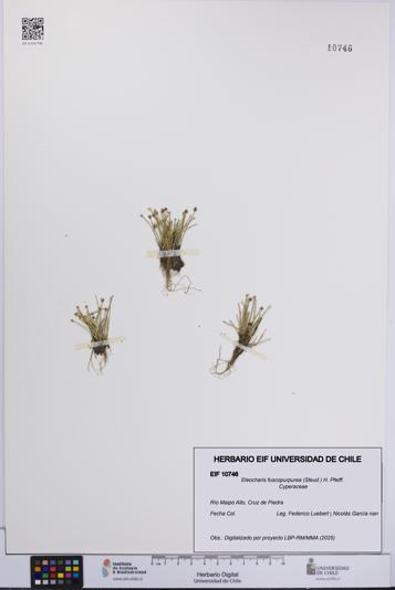 Eleocharis fuscopurpurea [Espécimen: UCH:EIF:0010746]