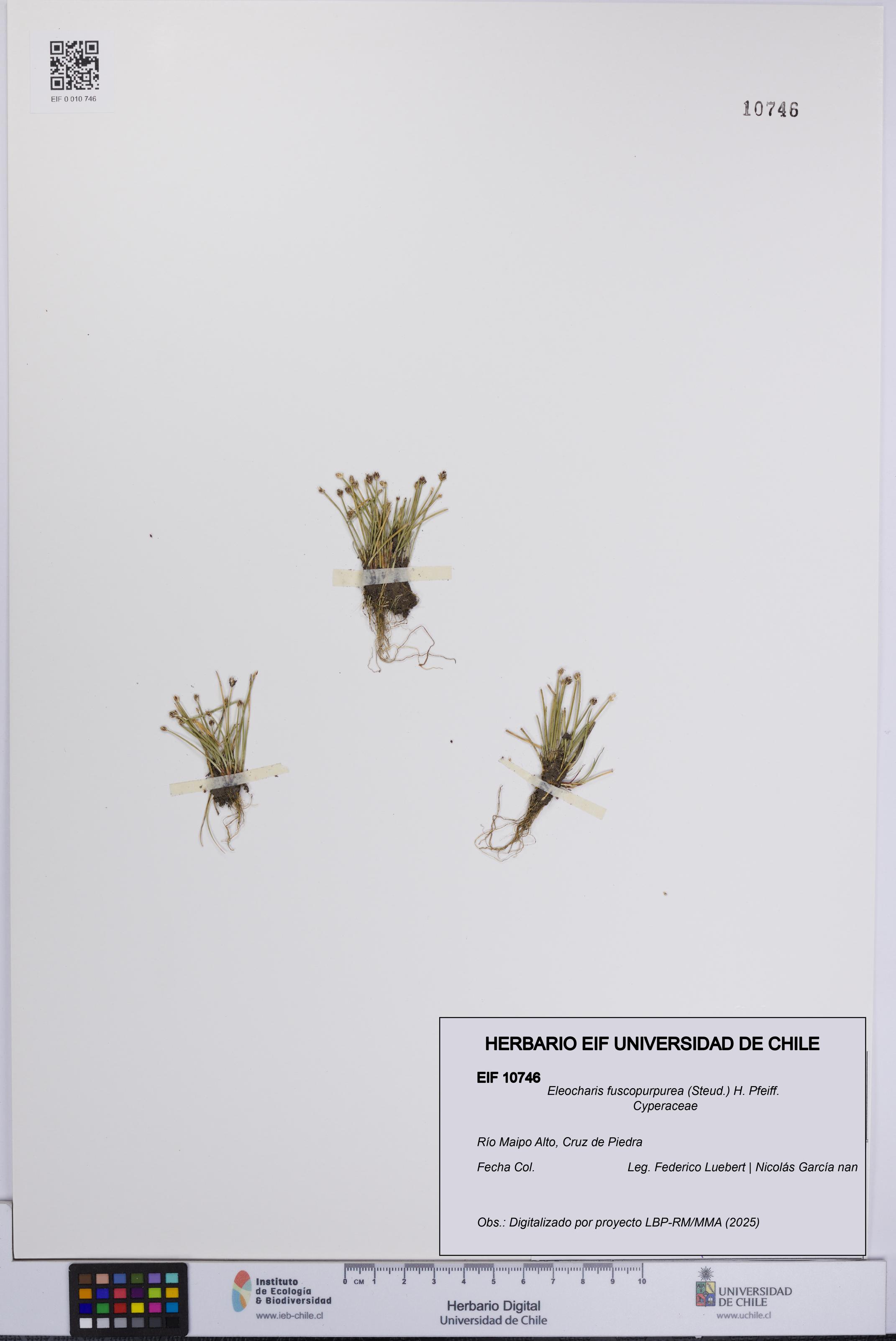 Eleocharis fuscopurpurea [Espécimen: UCH:EIF:0010746]