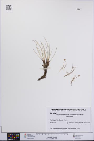 Eleocharis albibracteata [Espécimen: UCH:EIF:0010747]