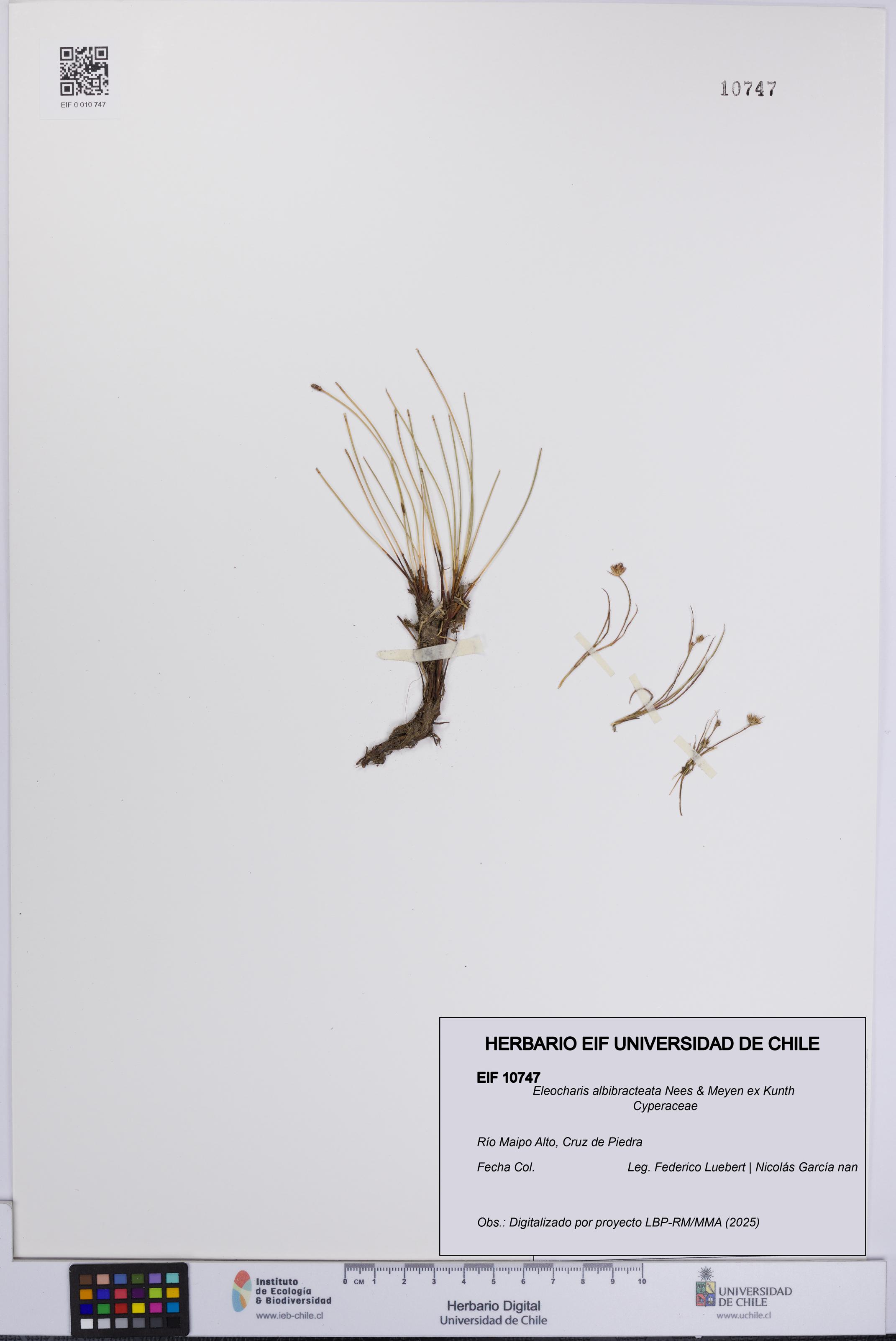 Eleocharis albibracteata [Espécimen: UCH:EIF:0010747]
