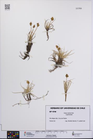 Carex reichei [Espécimen: UCH:EIF:0010748]