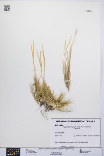 Pappostipa chrysophylla [Espécimen: UCH:EIF:0010751]