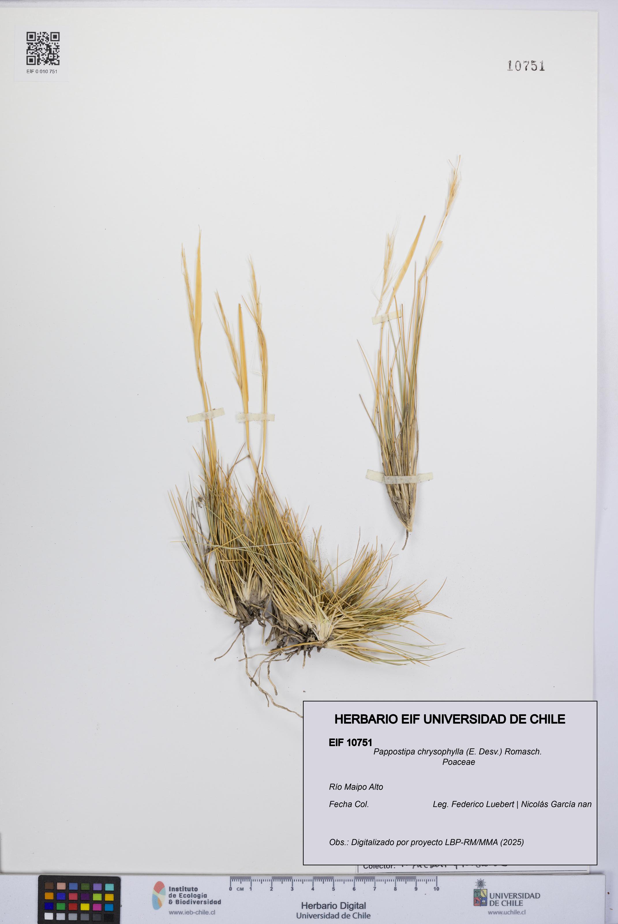 Pappostipa chrysophylla [Espécimen: UCH:EIF:0010751]