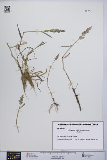 Polypogon viridis [Espécimen: UCH:EIF:0010752]