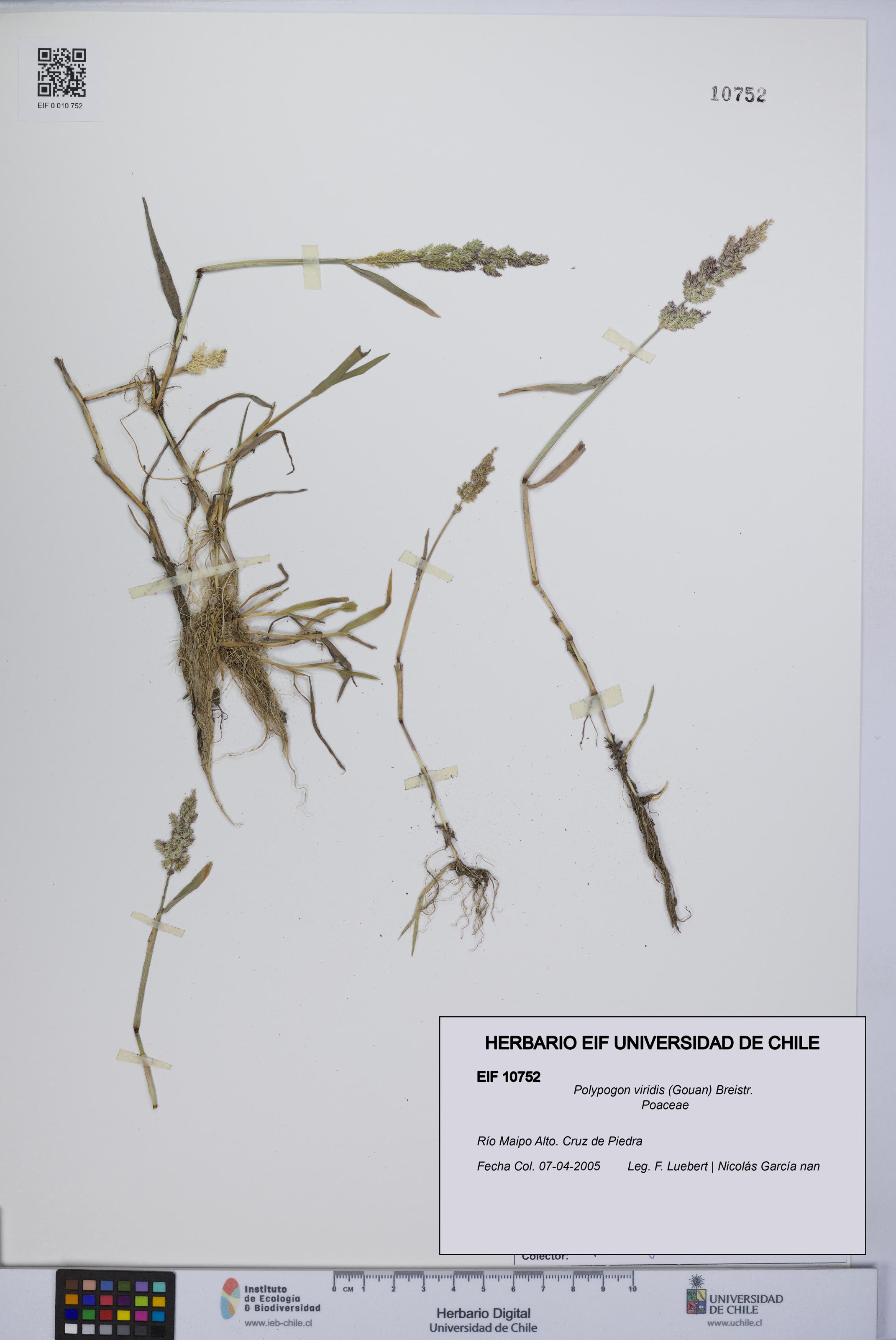 Polypogon viridis [Espécimen: UCH:EIF:0010752]