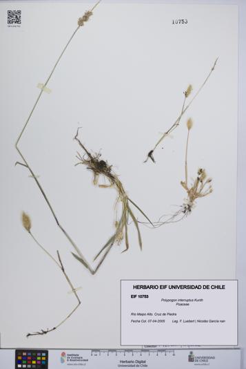 Polypogon interruptus [Espécimen: UCH:EIF:0010753]