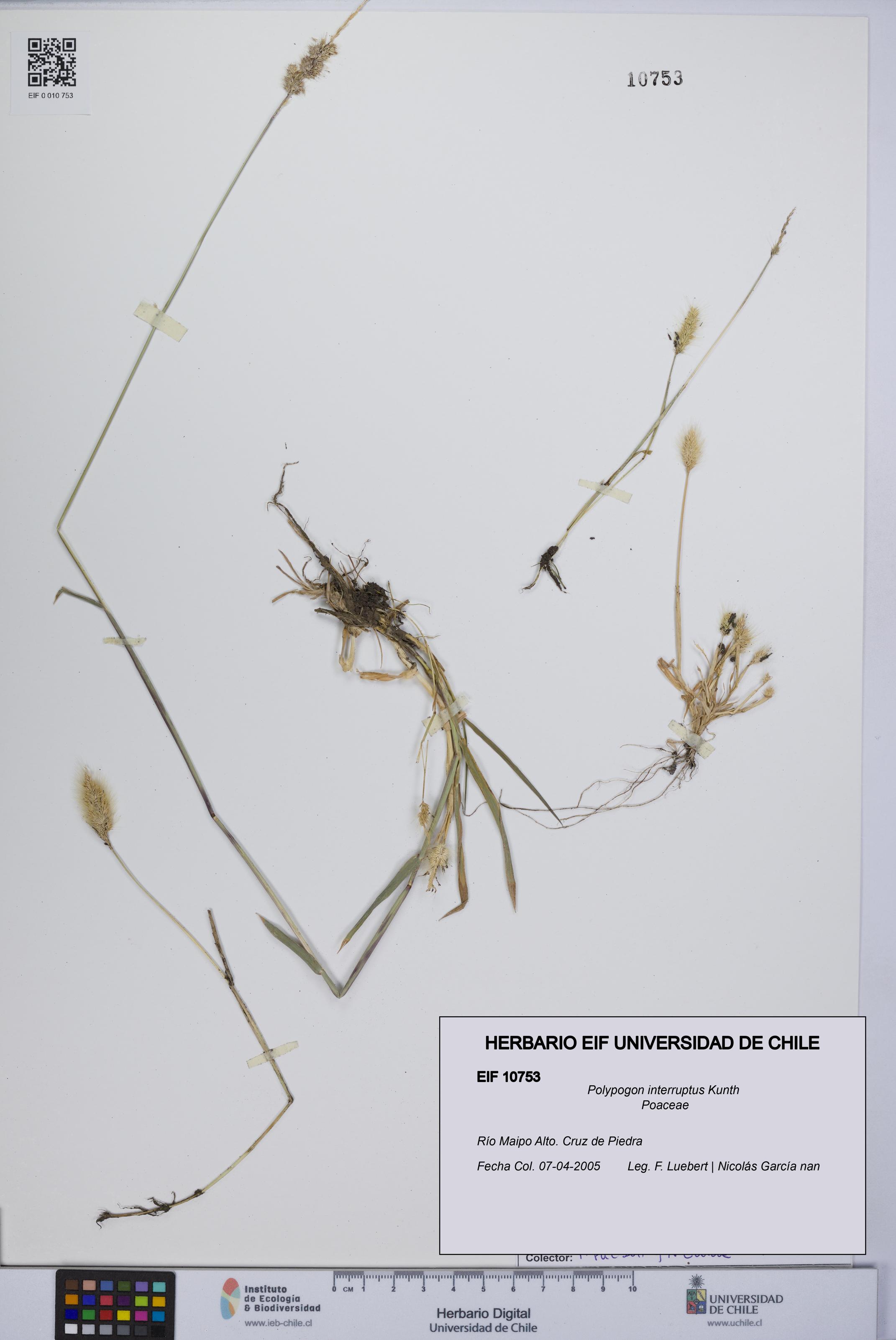 Polypogon interruptus [Espécimen: UCH:EIF:0010753]