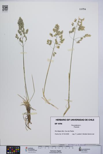 Poa pratensis [Espécimen: UCH:EIF:0010754]