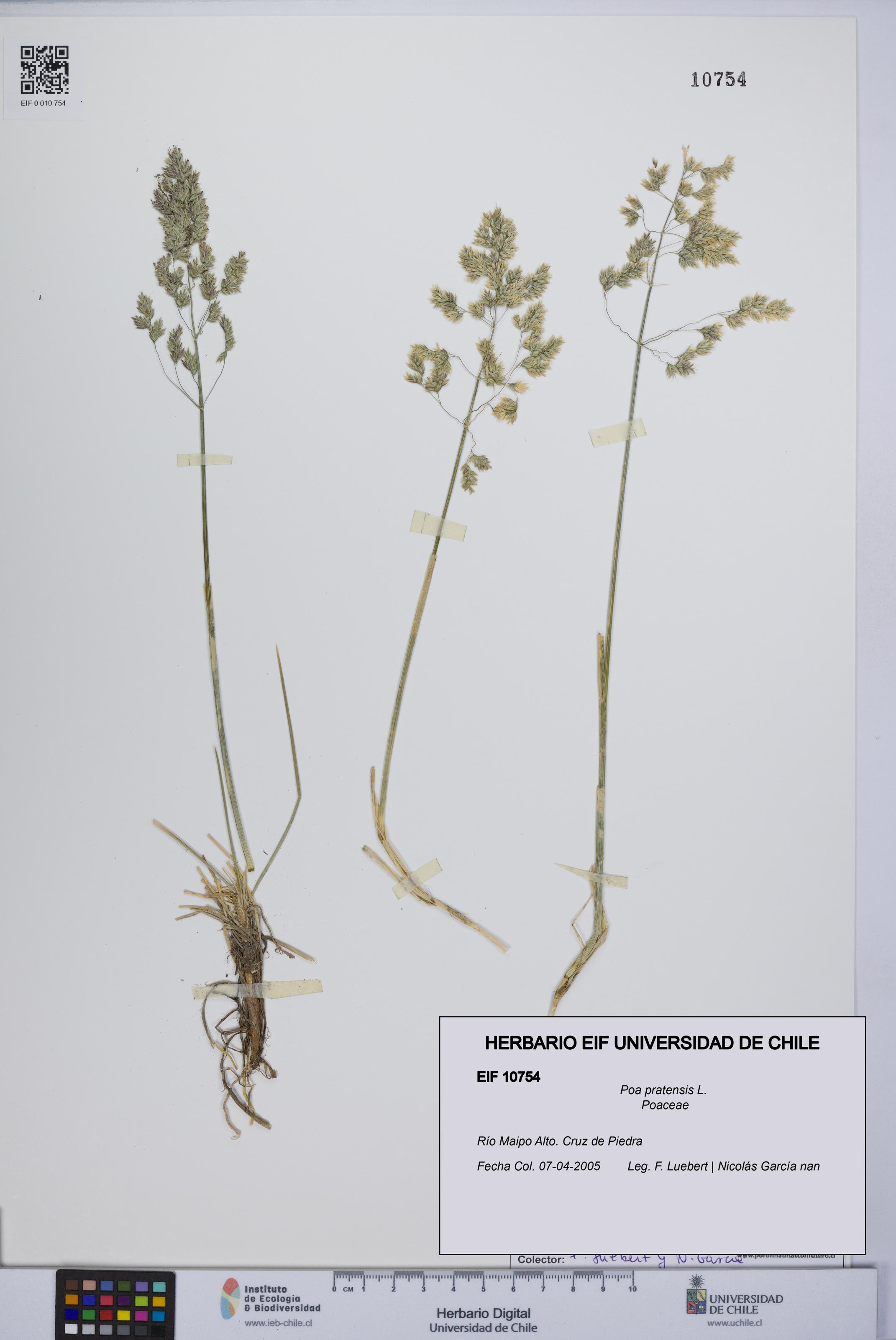 Poa pratensis [Espécimen: UCH:EIF:0010754]