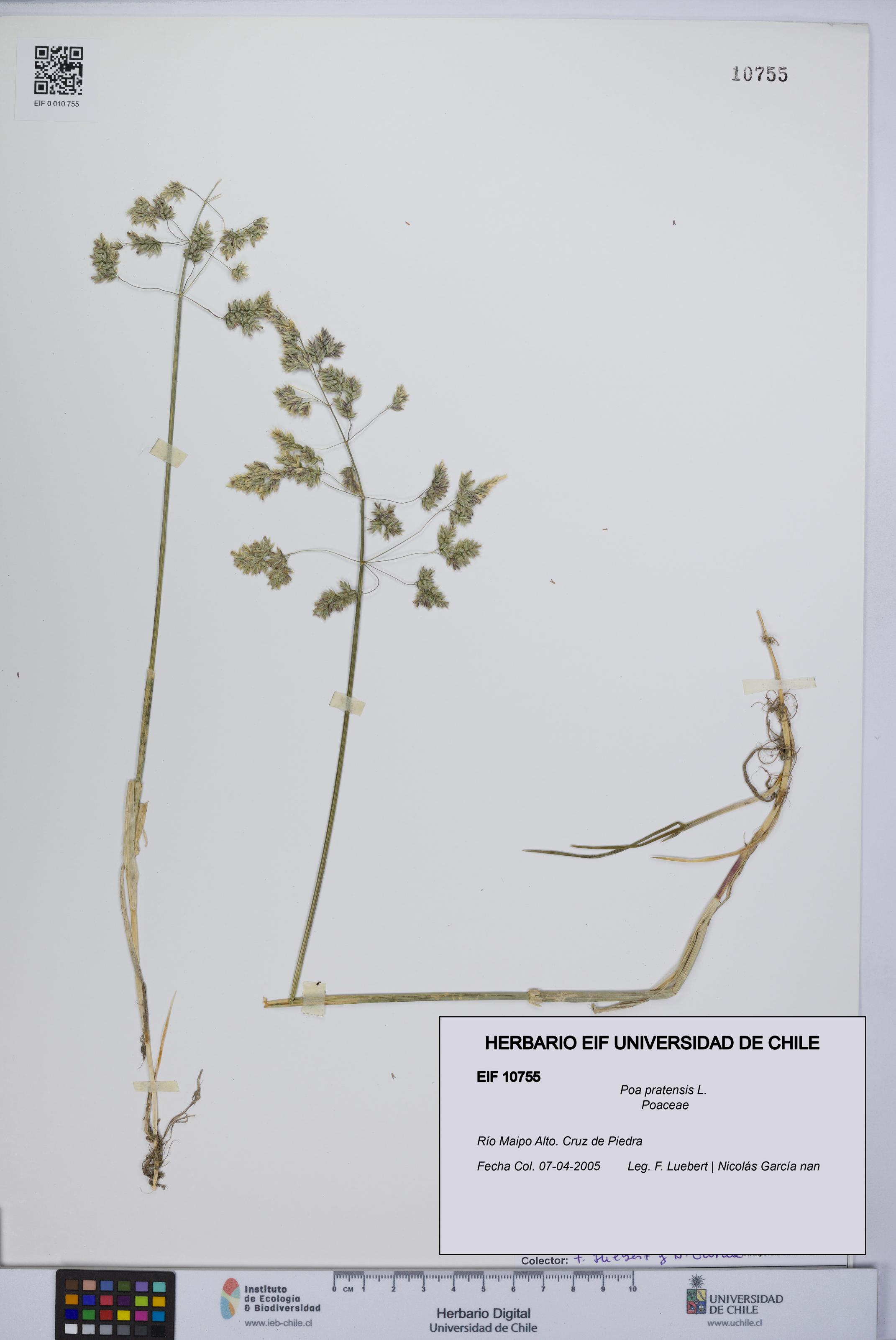 Poa pratensis [Espécimen: UCH:EIF:0010755]