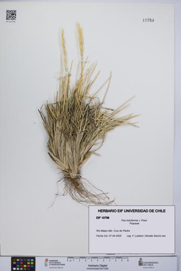Poa holciformis [Espécimen: UCH:EIF:0010759]