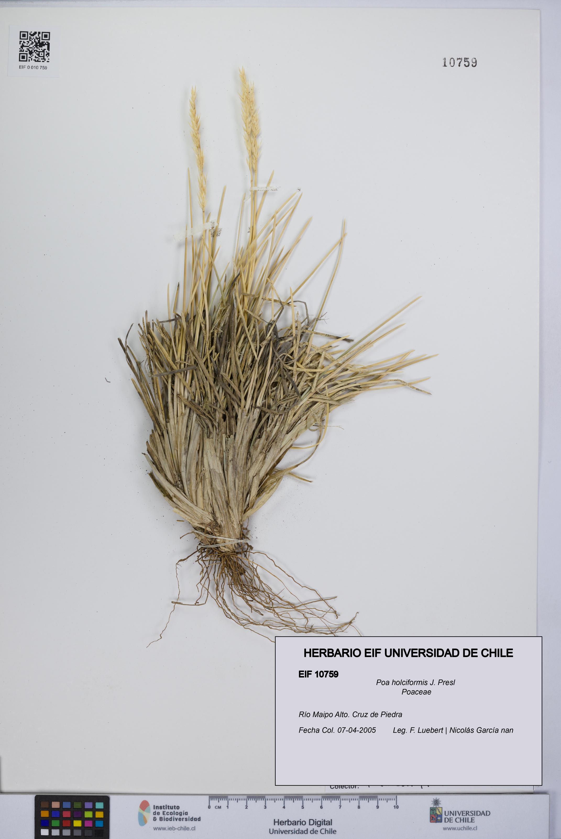 Poa holciformis [Espécimen: UCH:EIF:0010759]