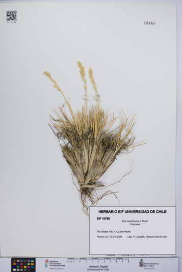 Poa holciformis [Espécimen: UCH:EIF:0010760]