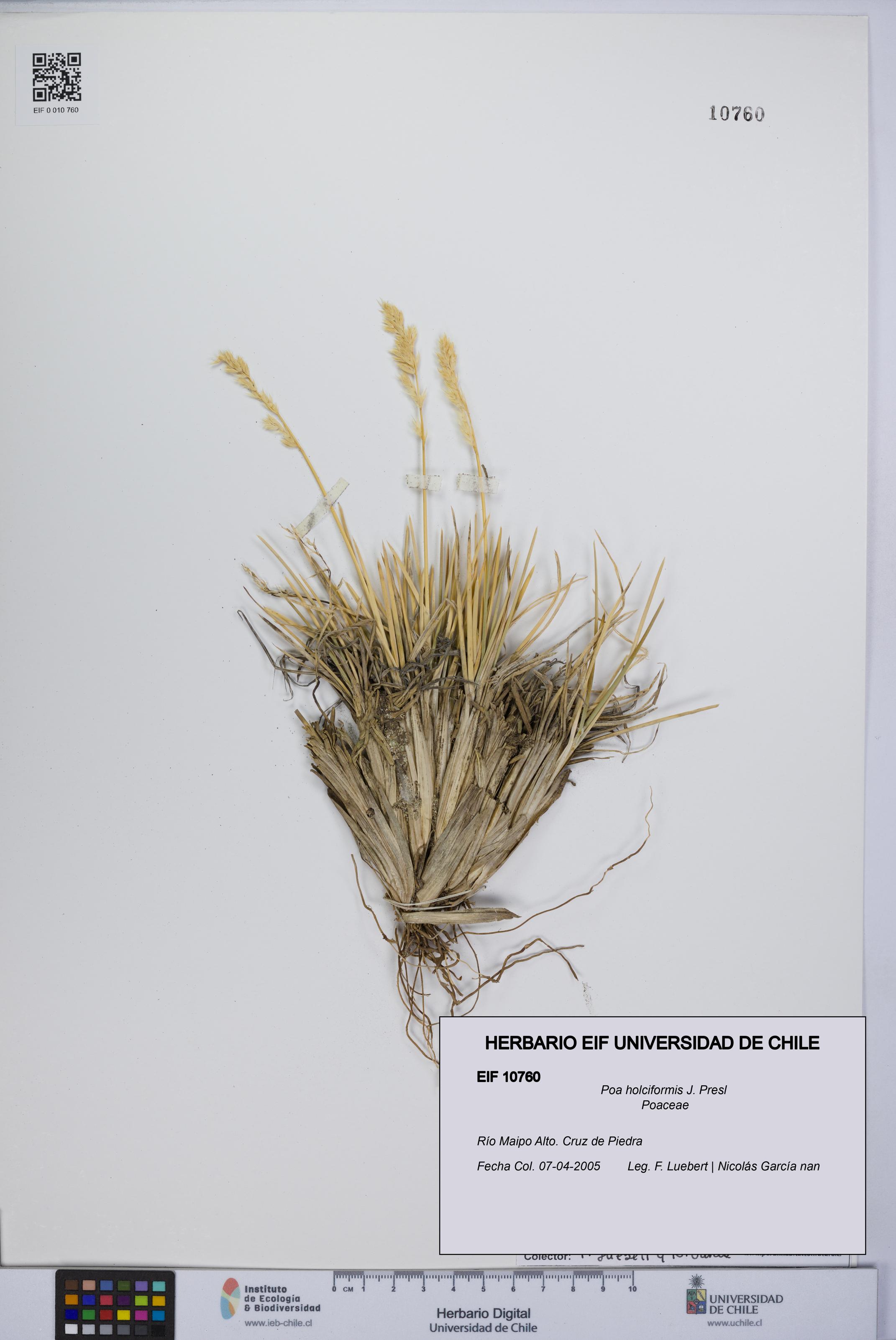 Poa holciformis [Espécimen: UCH:EIF:0010760]