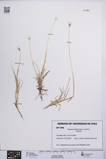 Hordeum chilense [Espécimen: UCH:EIF:0010762]