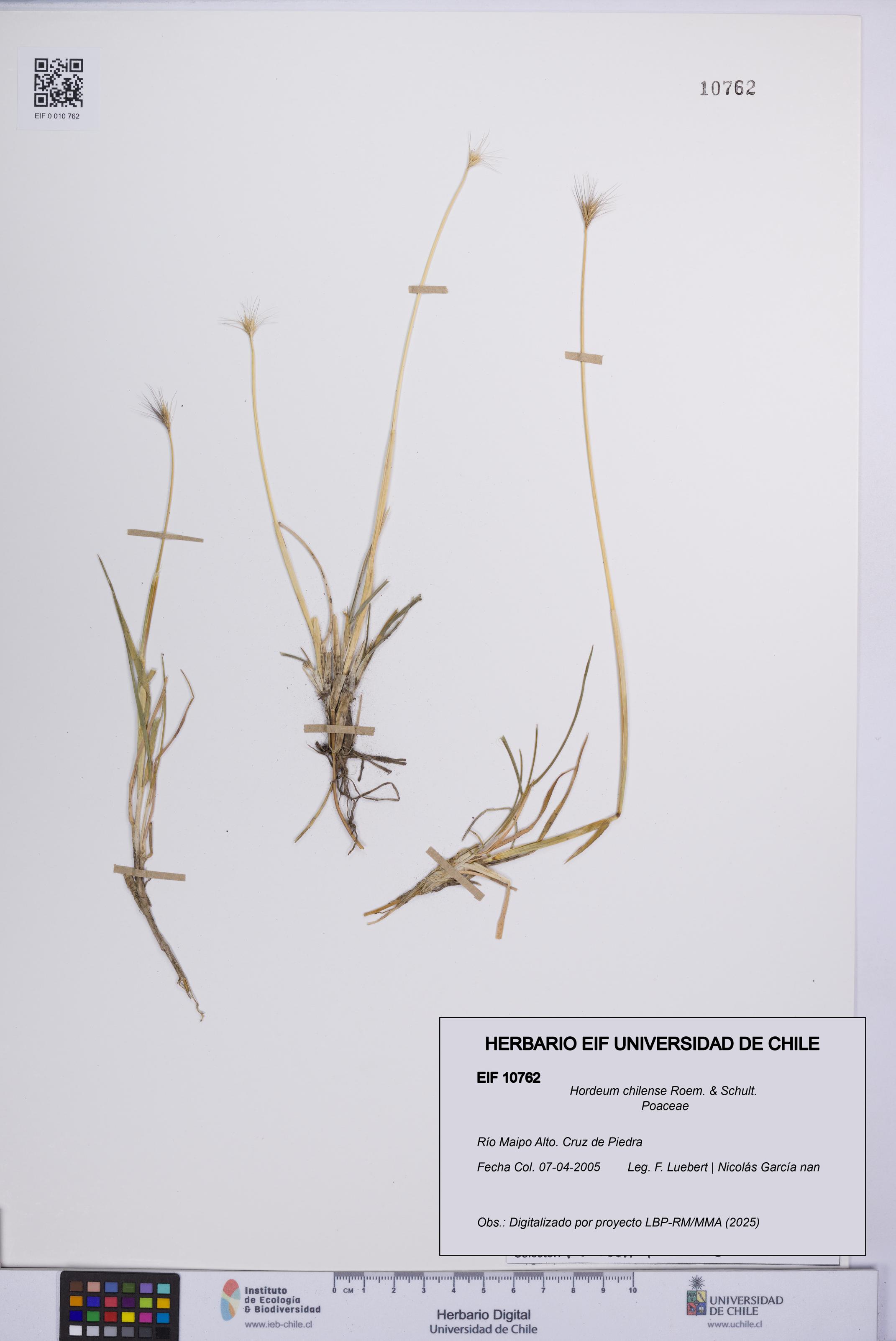 Hordeum chilense [Espécimen: UCH:EIF:0010762]