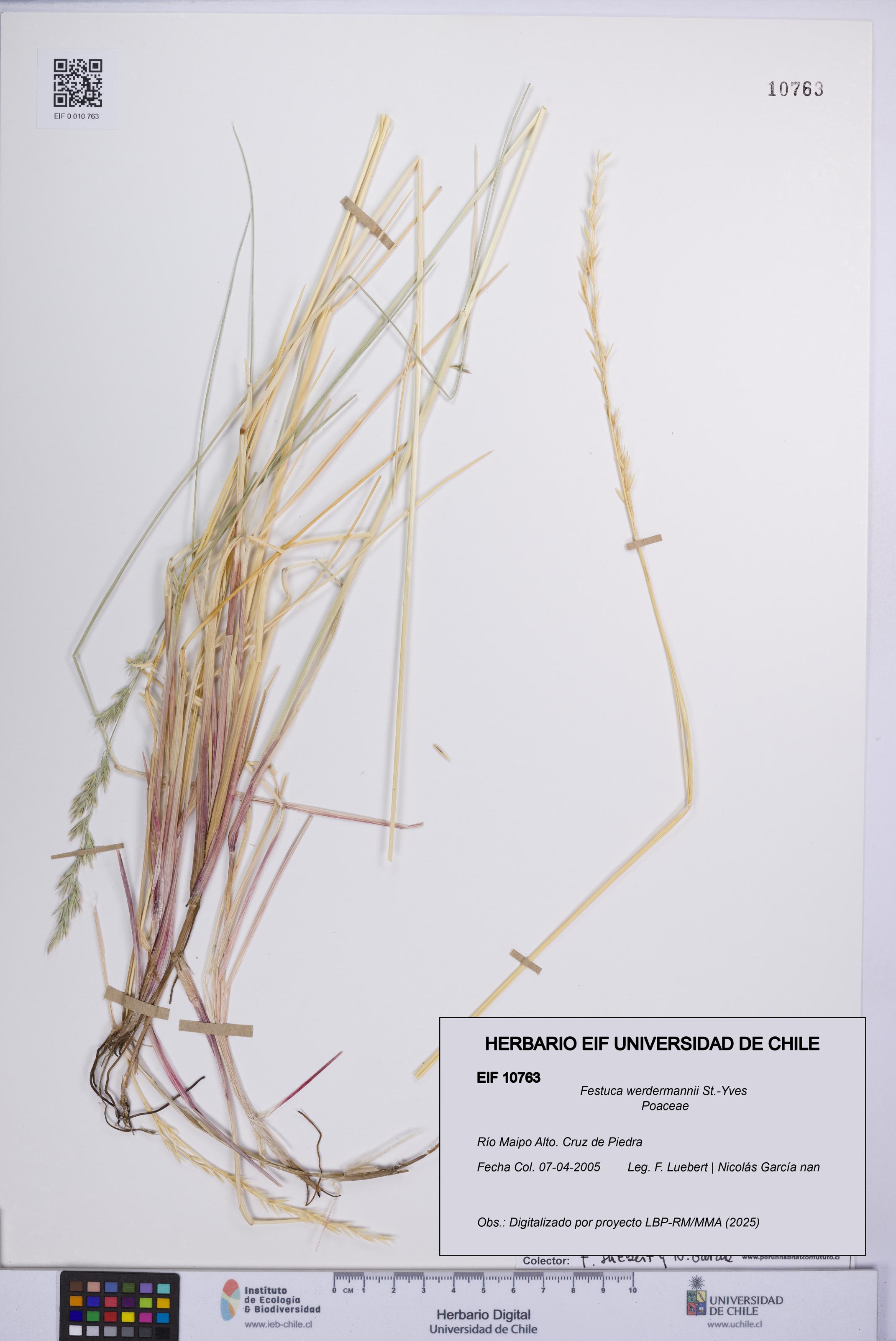 Festuca werdermannii [Espécimen: UCH:EIF:0010763]