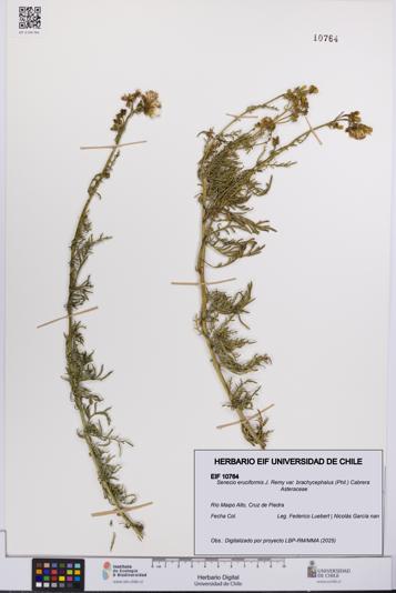 Senecio eruciformis var. brachycephalus [Espécimen: UCH:EIF:0010764]