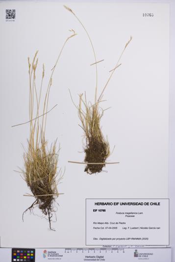 Festuca magellanica [Espécimen: UCH:EIF:0010765]
