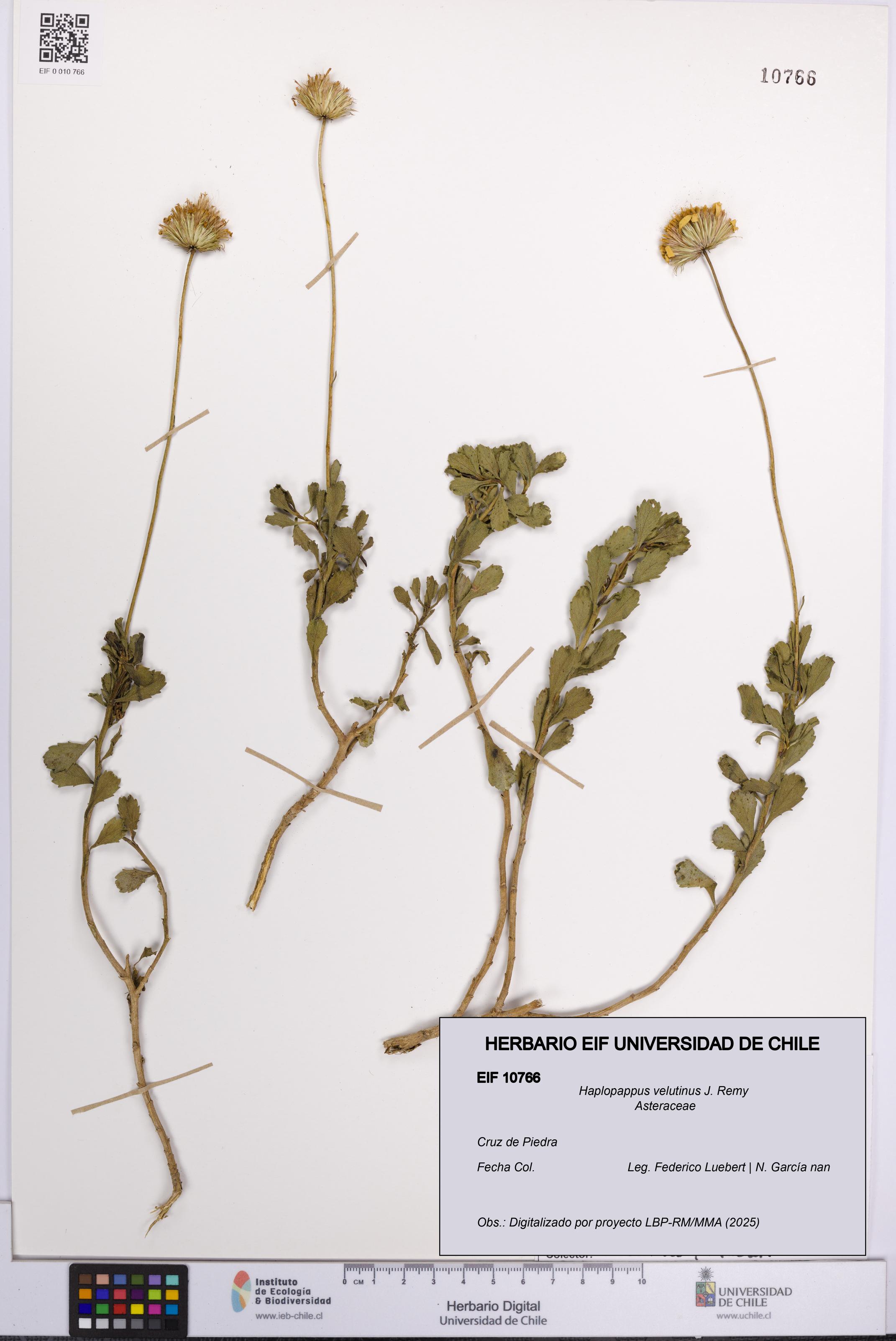 Haplopappus velutinus [Espécimen: UCH:EIF:0010766]