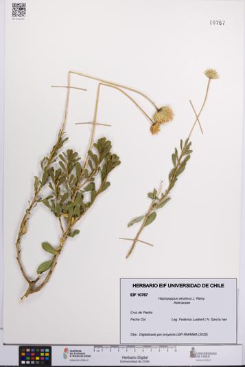 Haplopappus velutinus [Espécimen: UCH:EIF:0010767]