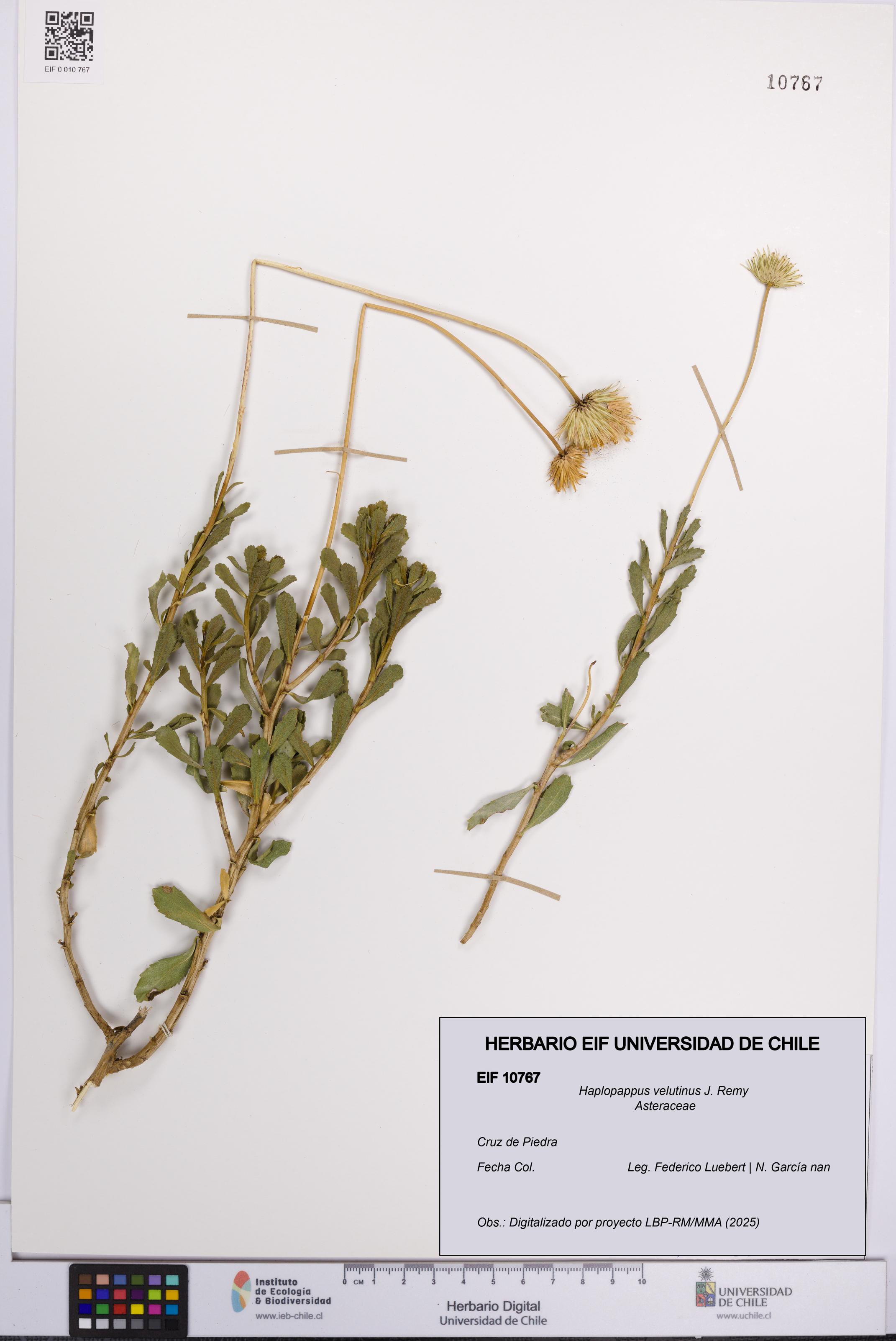 Haplopappus velutinus [Espécimen: UCH:EIF:0010767]