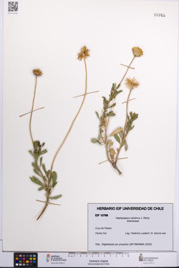 Haplopappus velutinus [Espécimen: UCH:EIF:0010768]