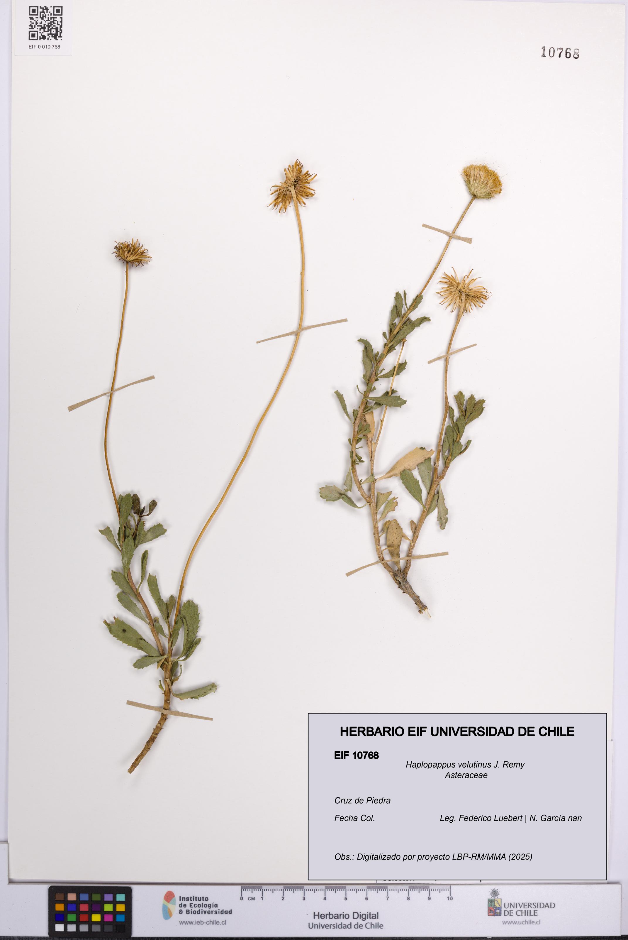 Haplopappus velutinus [Espécimen: UCH:EIF:0010768]