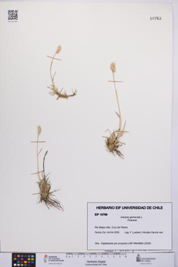 Dactylis glomerata [Espécimen: UCH:EIF:0010769]